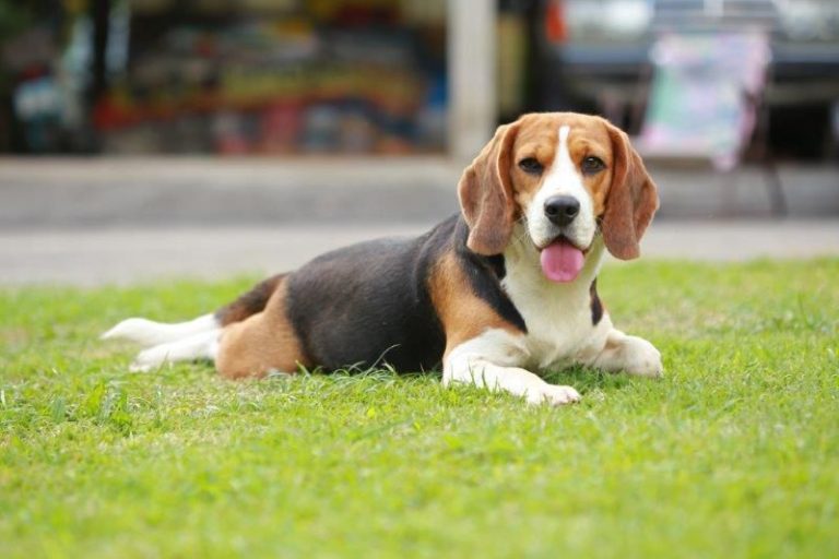 Mega Pet Adoption event set for weekend
