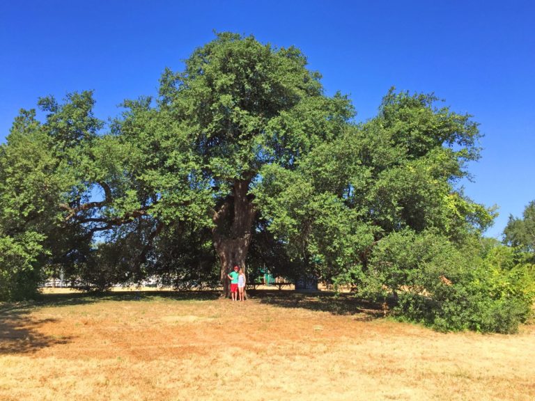 Branching out:  Entrepreneur finds the story in a forest
