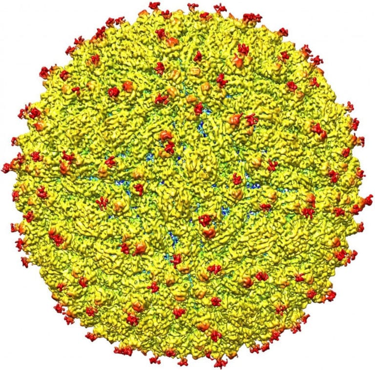 Texas center 1 of 4 to receive Zika research funding