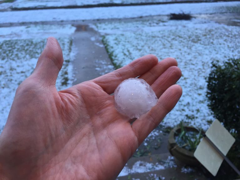 Hail storm kills some exotic birds at Fort Worth Zoo