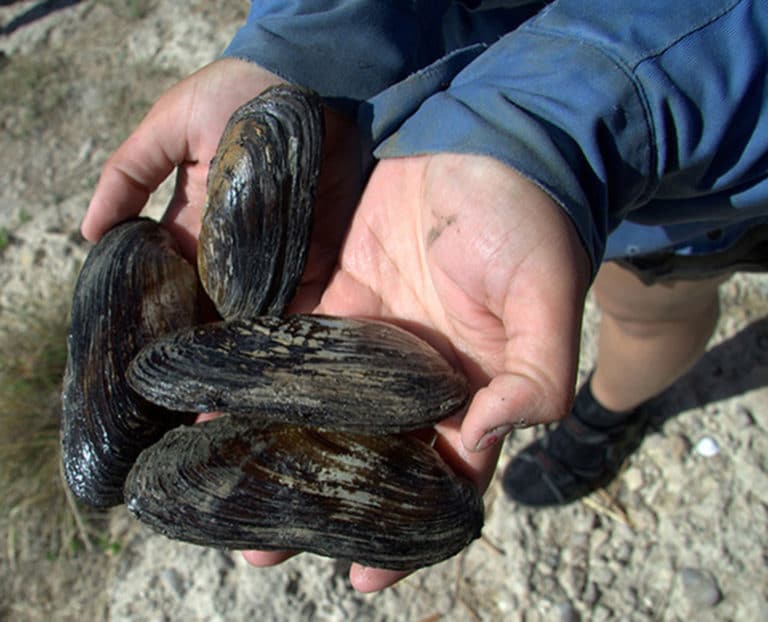 Texas hornshell mussel placed on the endangered species list
