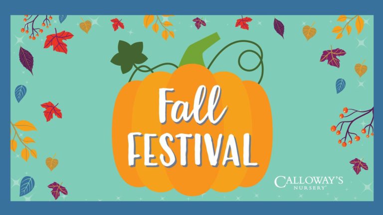 Attend the Fall Festival at Calloway’s Nursery Saturday