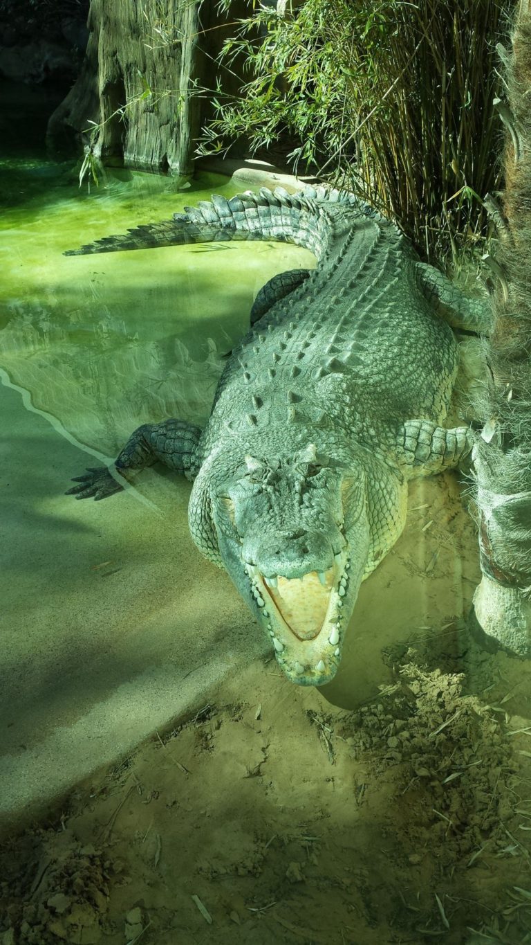Patriot or eagle? Fort Worth Zoo’s crocodile to pick dinner – uh, winner – of Super Bowl LII