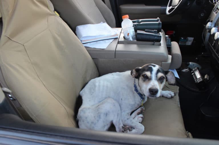The wondrous survival of a 72-year-old woman and her dog, lost 9 days in the Western wilderness