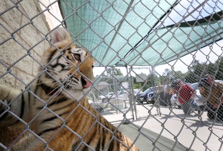 Tiger captured in Conroe to be sent to animal sanctuary near Fort Worth
