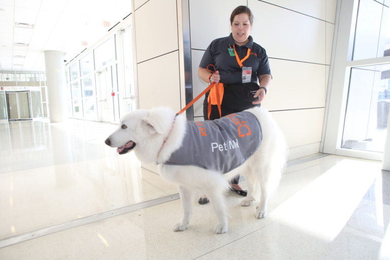 Holiday Trip Treat: DFW Airport posts video of therapy dogs