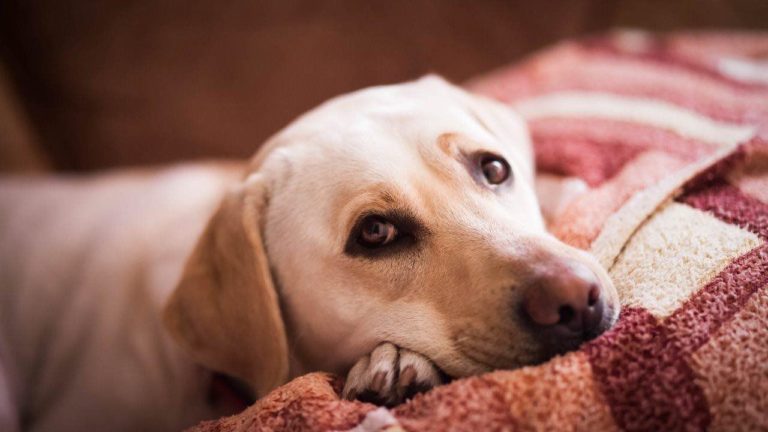3 signs of discomfort to watch for in your dog