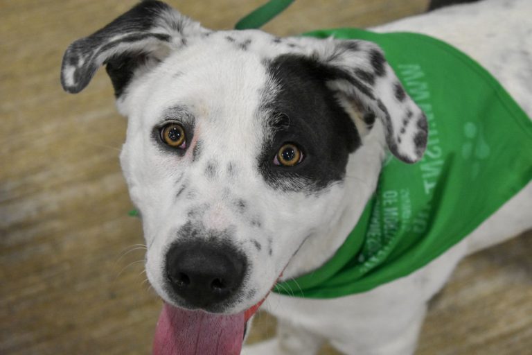 Mega Adoption Event returning to Will Rogers Coliseum