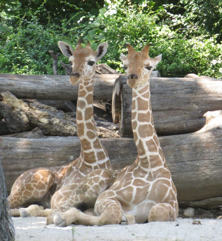Fort Worth Zoo sets another attendance record