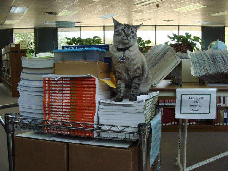 White Settlement council votes to reinstate library cat