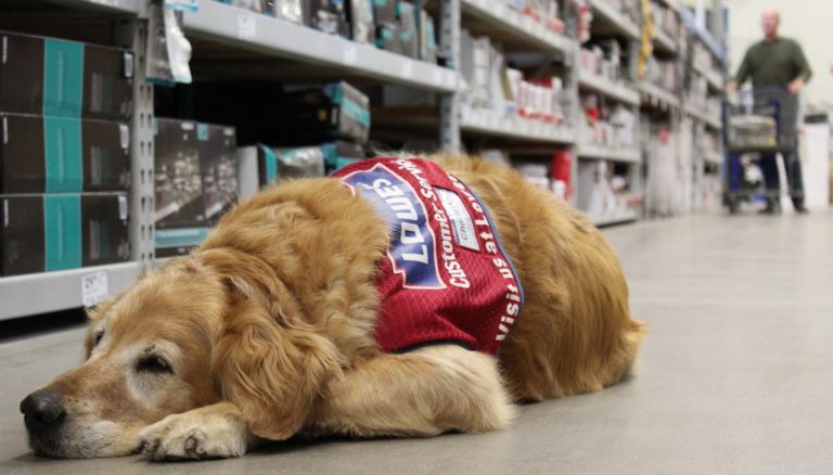 Air Force vet and service dog are a hit at Texas Lowe’s