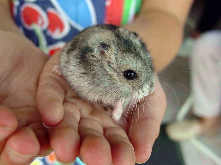 Florida woman: Airline told me to flush pet hamster