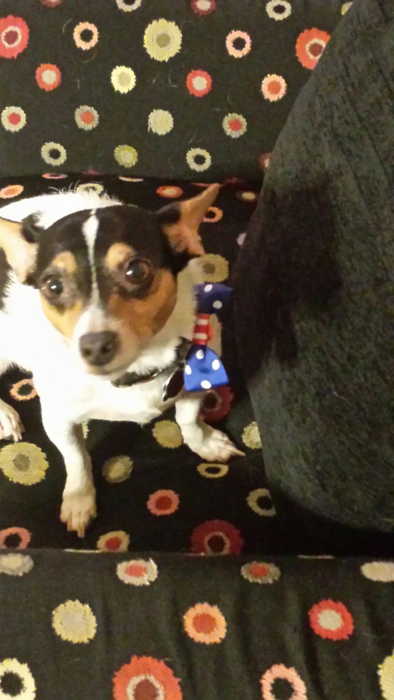 What does a dog want more – ‘good boy’ or treats?