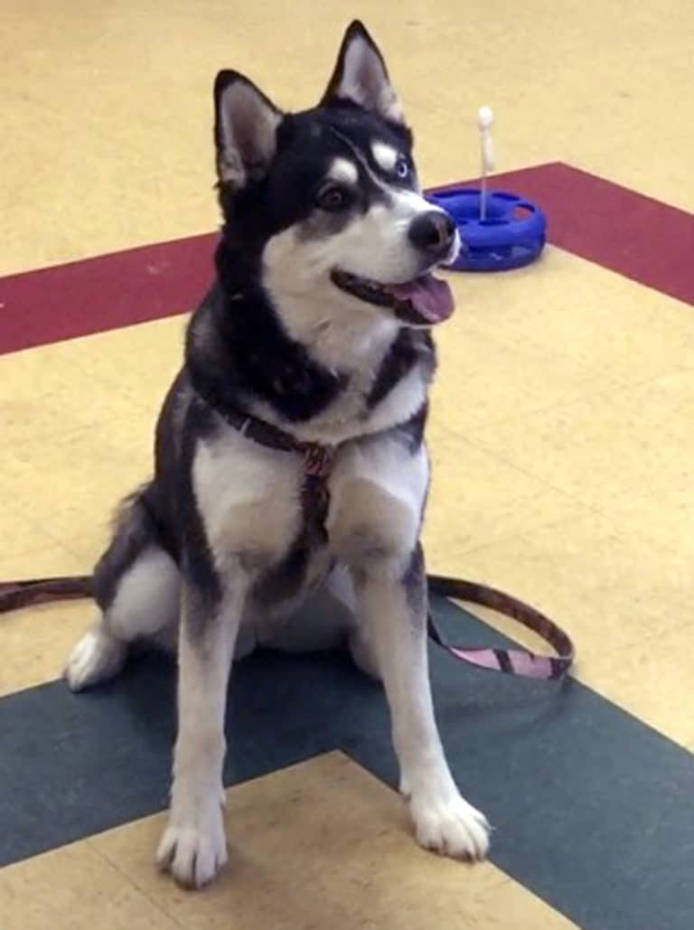 Pooch, pardoned by governor, is again ordered euthanized