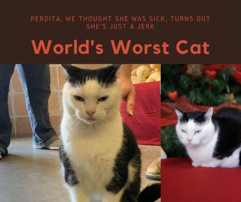Animal shelter says “world’s worst cat” is up for adoption