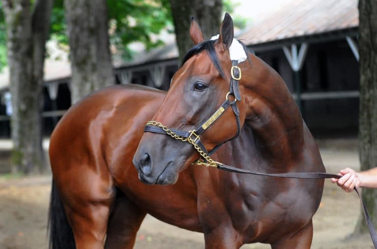 Trainer Mark Casse among 7 elected to Racing Hall of Fame