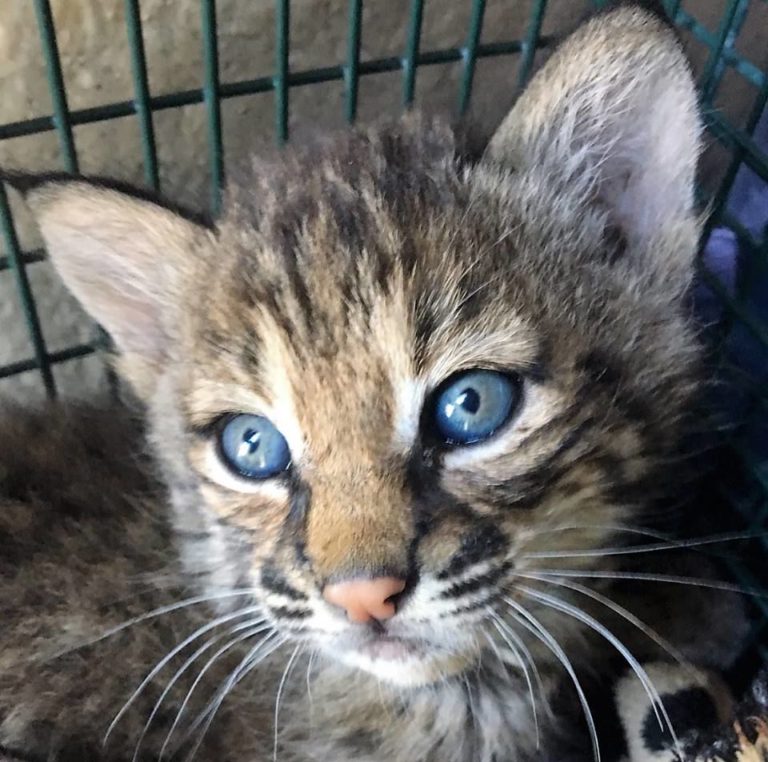 Rescuers bitten after mistaking bobcats for domestic kittens
