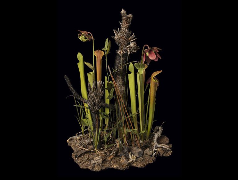 Fall Gallery Night at BRIT to feature botanical art