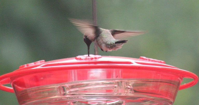 Fort Worth Nature Center to host Intro to Hummingbirds