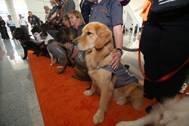 DFW Airport goes to the dogs – therapy dogs that is