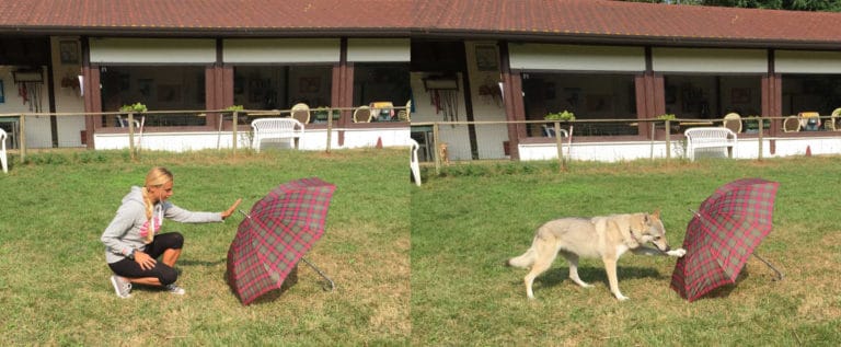 Your dog is watching you very carefully and remembers what you do