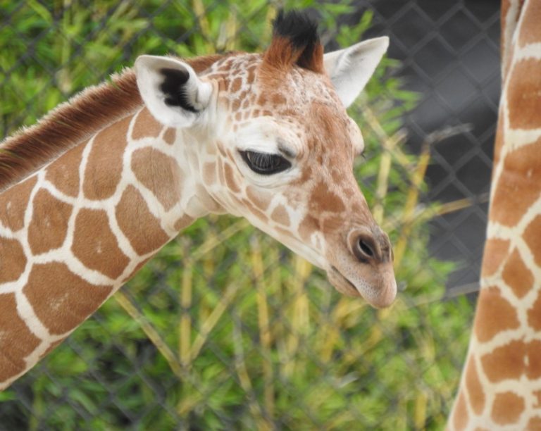 Giraffe born at Fort Worth Zoo