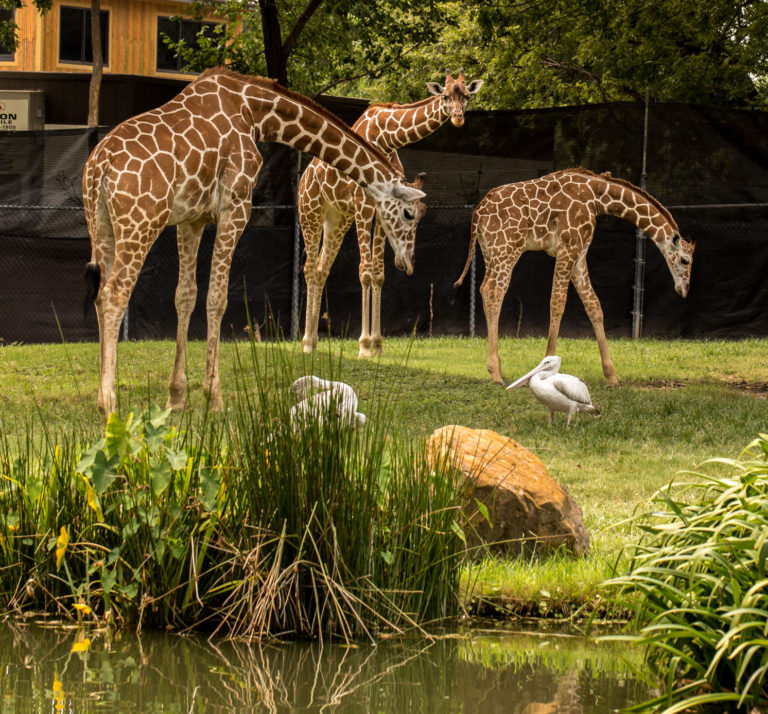 Fort Worth Zoo makes USA Today list of best zoos