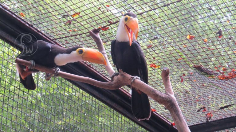 Toucan birth at zoo