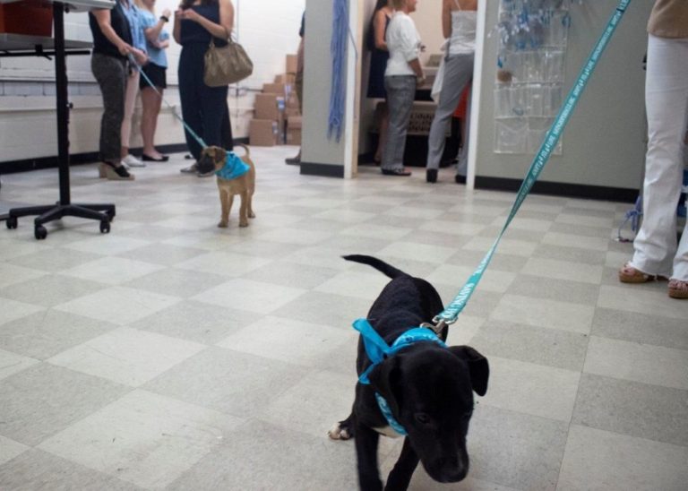 Spay Neuter Network opens clinic in southeast Fort Worth