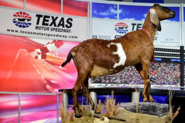World-famous Lil’ Dale Nubian Goat to make special appearance at FWSSR