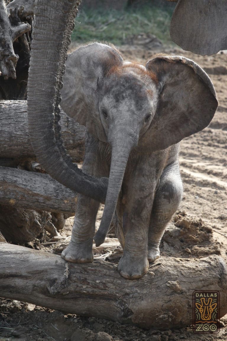 New Dallas zoo elephant makes appearance