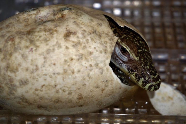 Not one, not two … but 11 Komodo dragons hatch at the Zoo