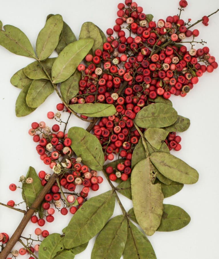 Common weed could help fight deadly superbug, study finds