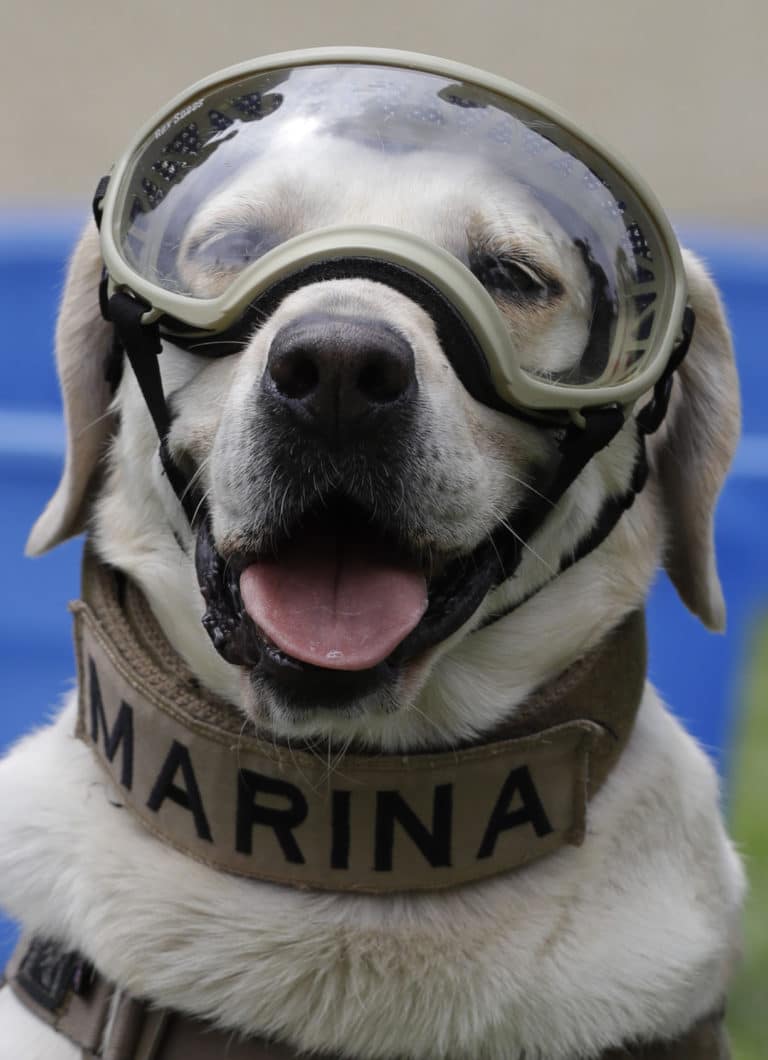 Sit. Study. Fetch a bachelor’s degree in dog training.