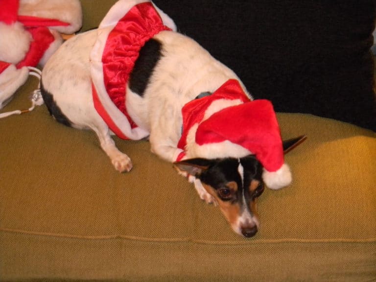 Real Deals: Dog Day Care for Grapevine