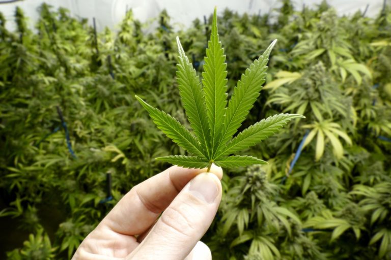 Marijuana prosecutions in Texas have dropped by more than half since lawmakers legalized hemp