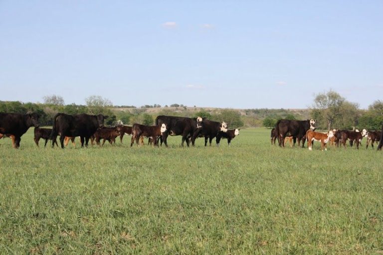 Texas has beef with WHO over cancer study