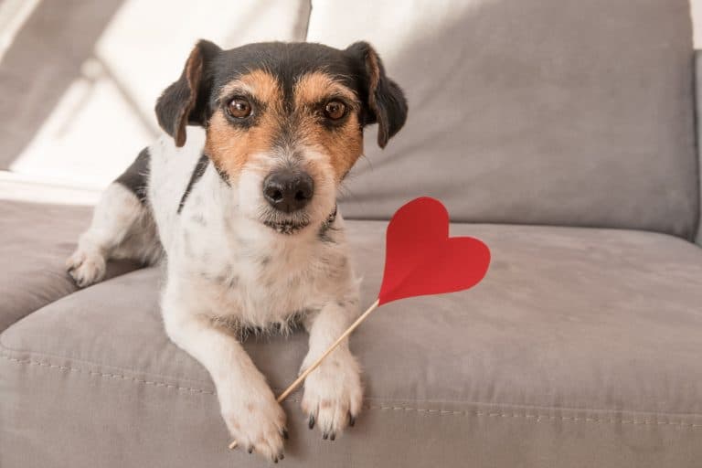 Texas Coalition for Animal Protection receives Petco Foundation grant