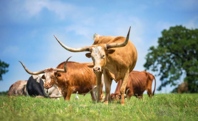 Cattle Raisers Association postponing expo to fall; other events canceled