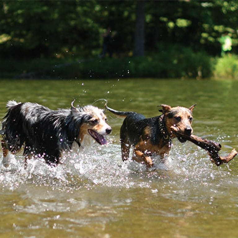 5 Tips to Reduce Your Pet’s Environmental Pawprint