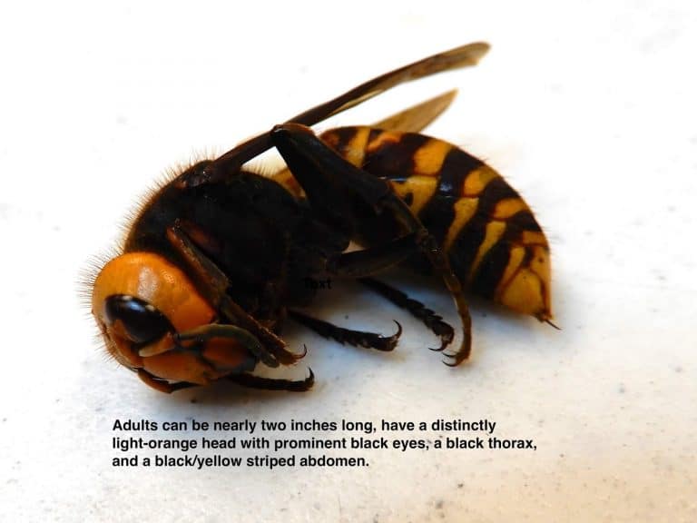 ‘Murder Hornets,’ with sting that can kill, land in US