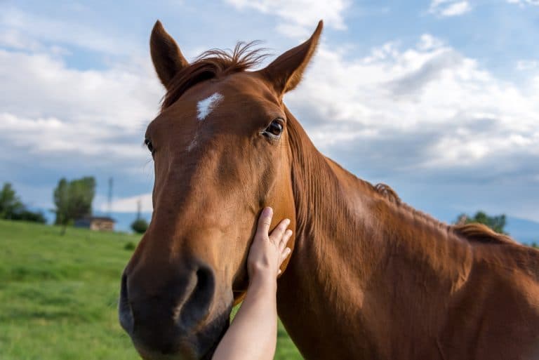 Texas farm offers equine-assisted counseling during pandemic