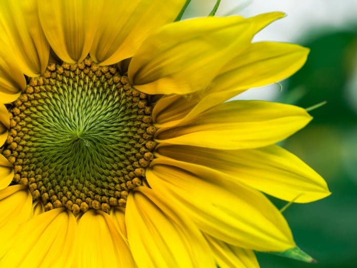 closeup photo of yellow sunflowers