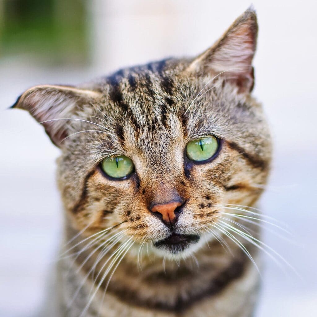 Sad Cat
