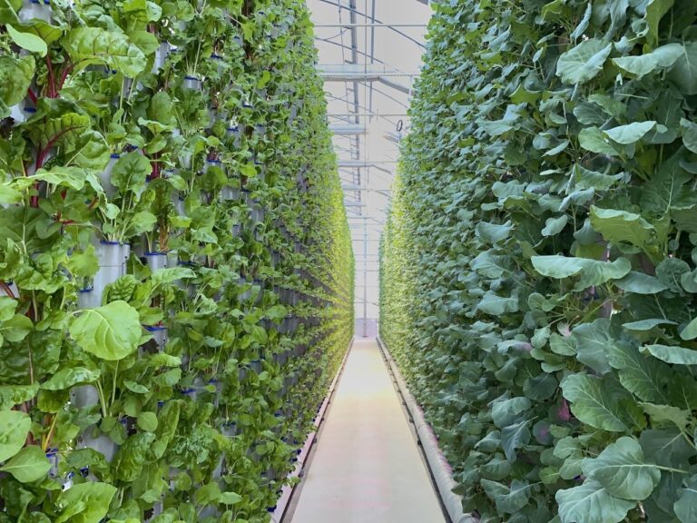 North Texas-based ‘vertical farming’ company secures additional $12M investment, expands Cleburne operations