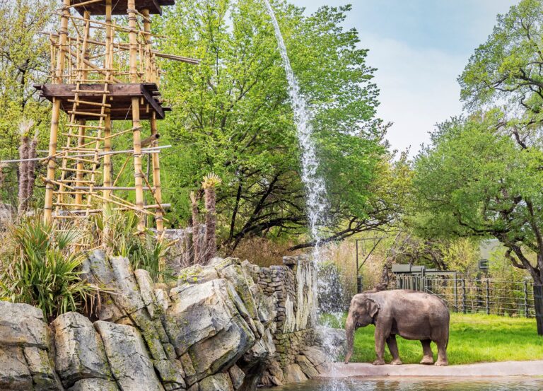 Fort Worth Zoo opens Elephant Springs