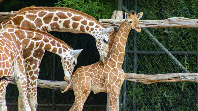 Fort Worth Zoo names new giraffe calf, adds a kudu as well