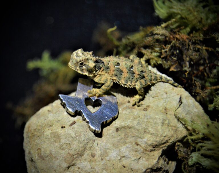 Coalition of zoos, other organizations leading recovery of Texas horned lizard