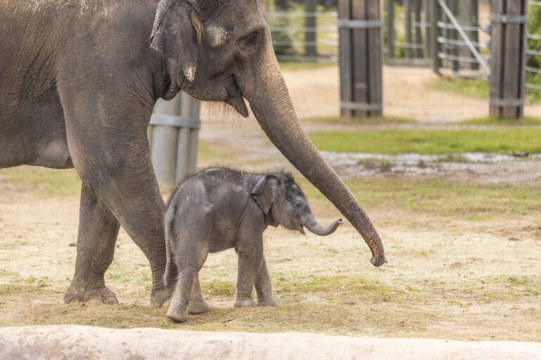 Fort Worth Zoo welcomes a big baby: Brazos, a male Asian elephant