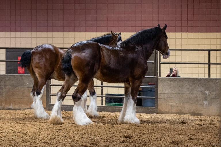 Horses, big and small: The Fort Worth Stock Show & Rodeo has ‘em all
